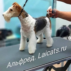 стрижка пуделя Стрижка пуделя в салоне Laicats